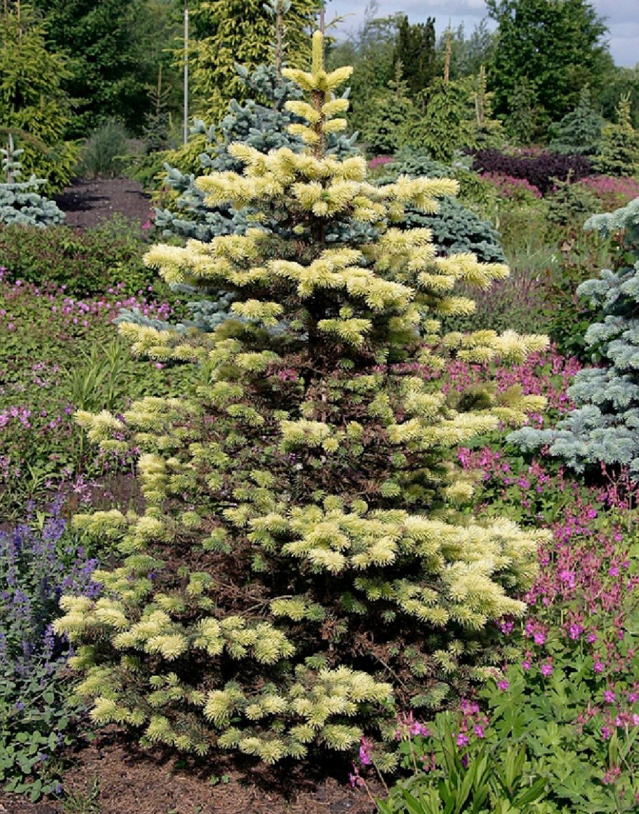 Ель Майголд