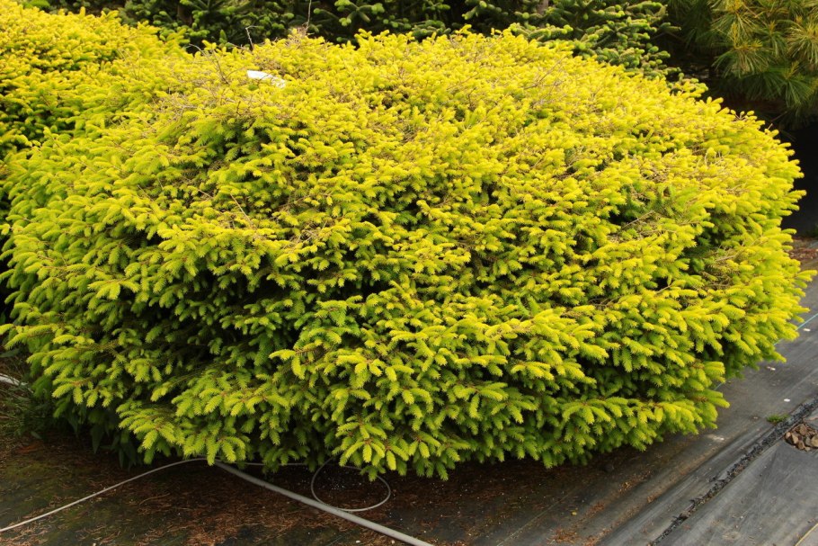 Ель «Vermont Gold» в саду