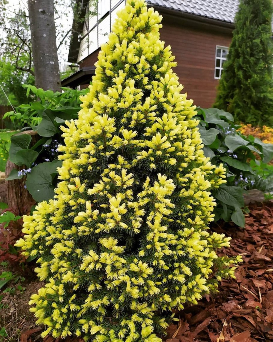 Сосна Голд коин