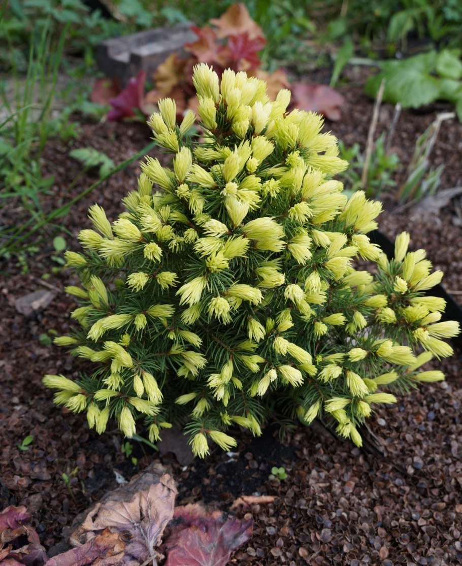 Ель Восточная (Picea orientalis)