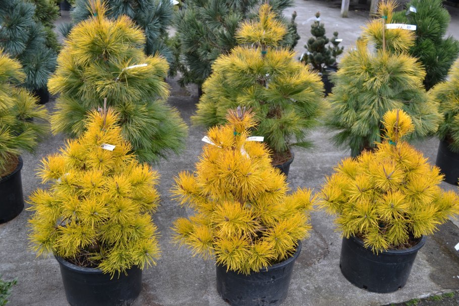 Пинус Конторта Чиф Джозеф