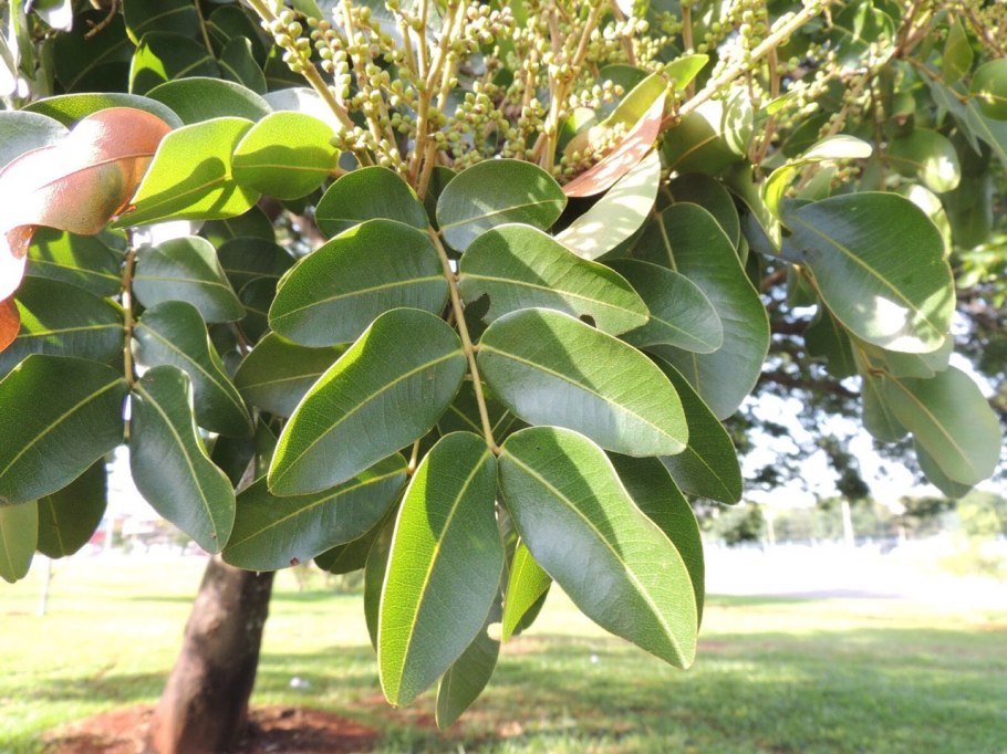 Copaifera langsdorffii