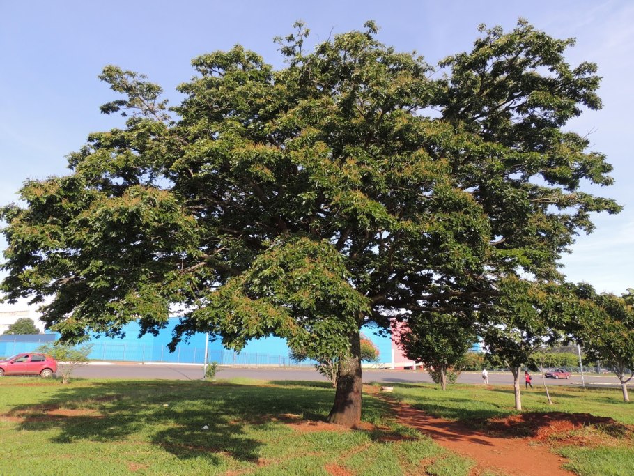 Керосиновое дерево Copaifera langsdorffii