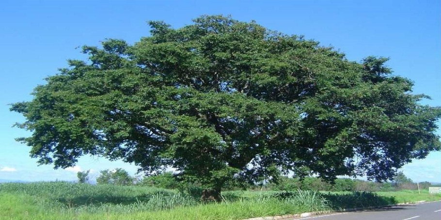 Copaifera langsdorffii