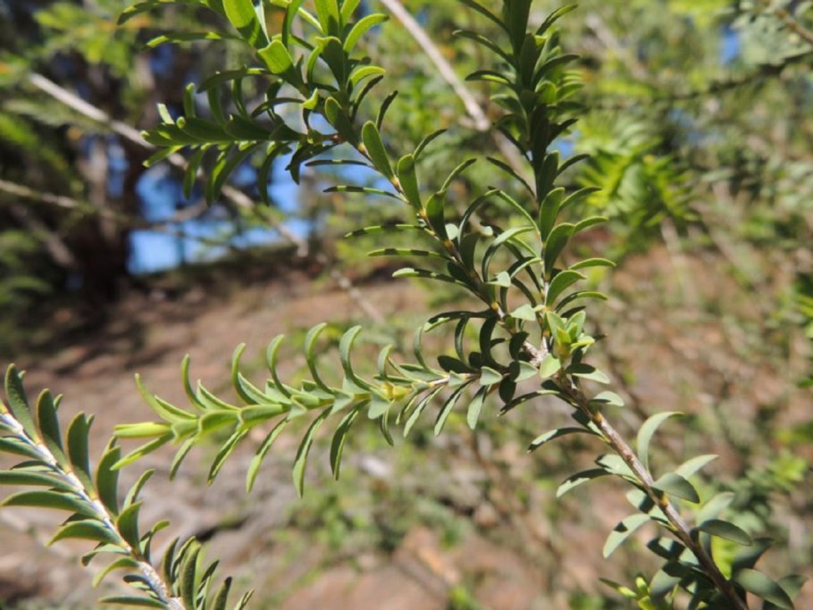 Мелалека диосмолистная