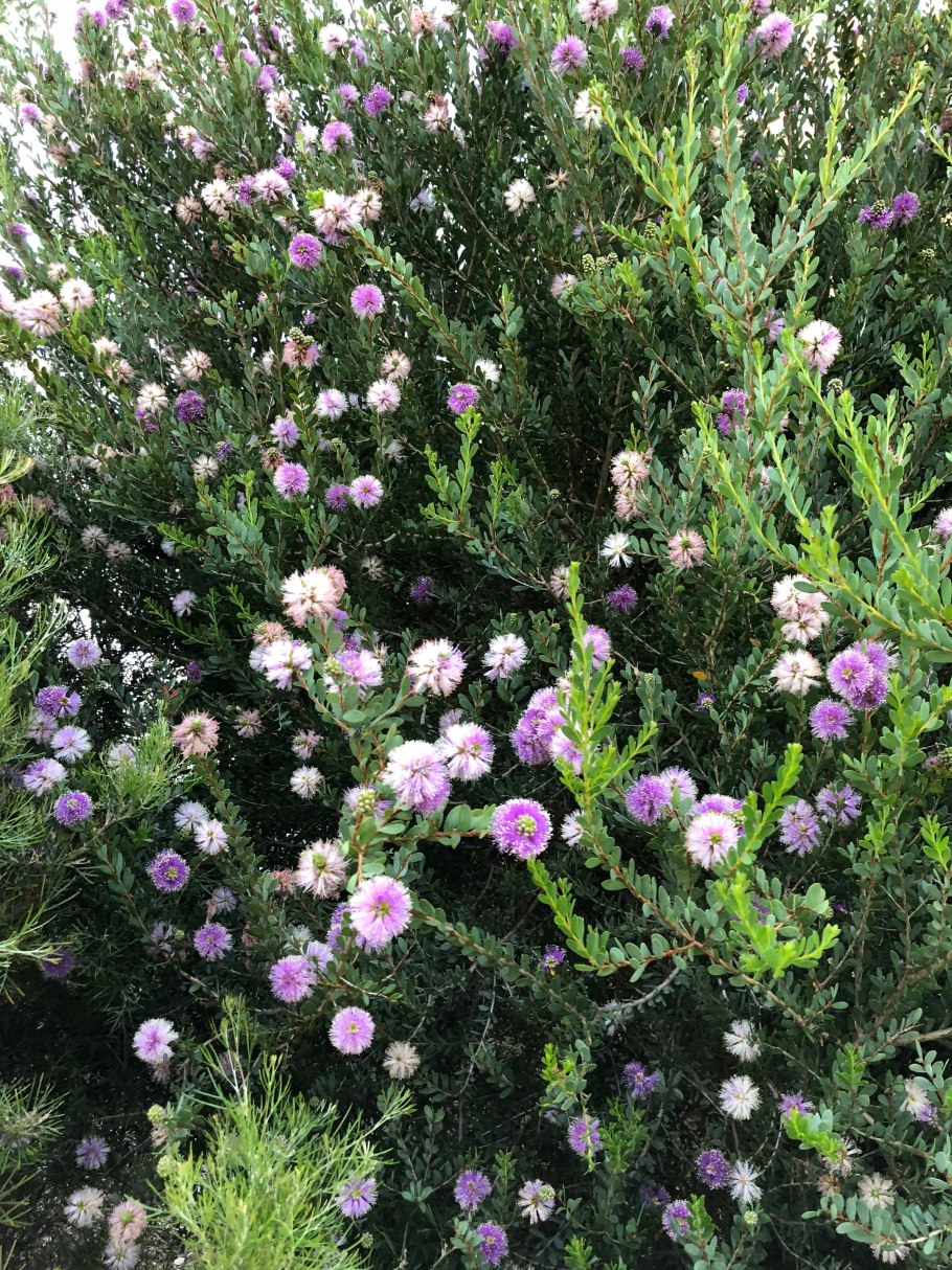 Чайное дерево мелалеука