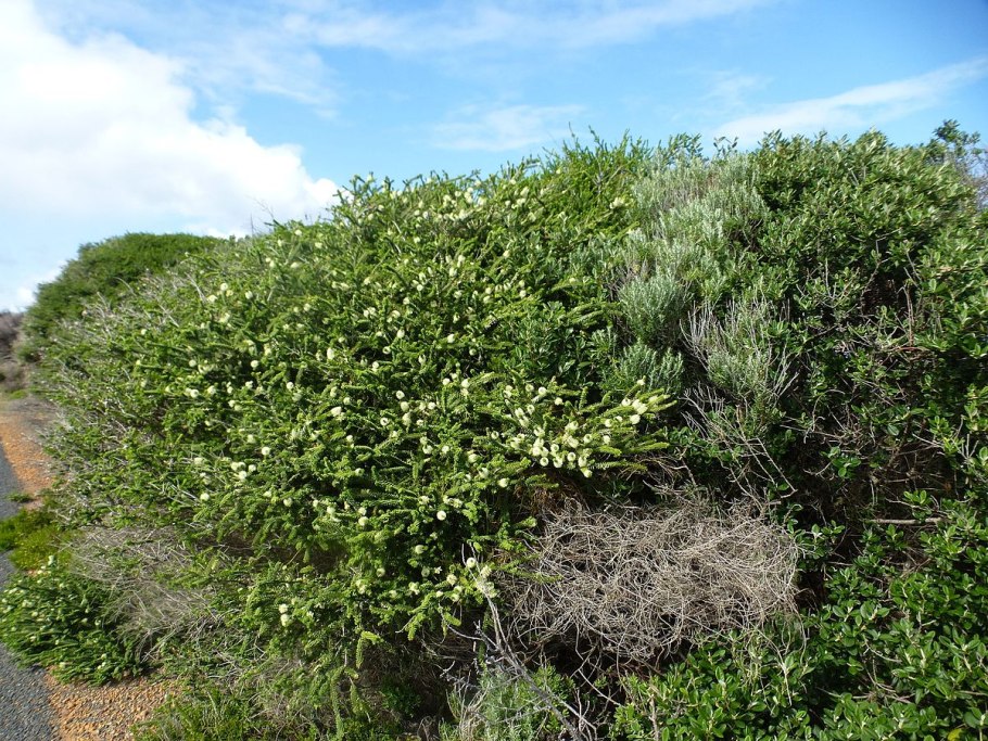 Melaleuca quinquenervia
