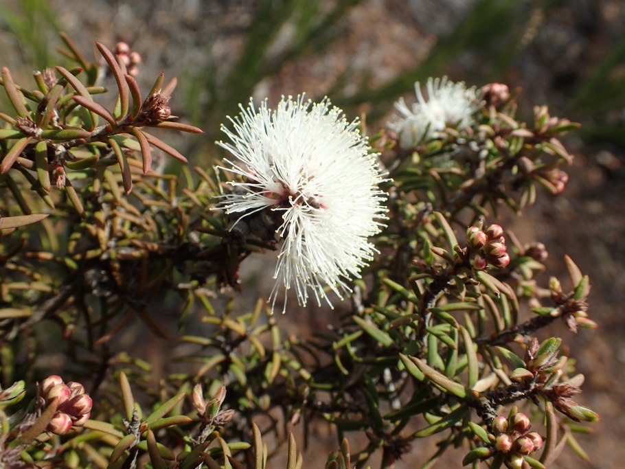 Melaleuca linariifolia