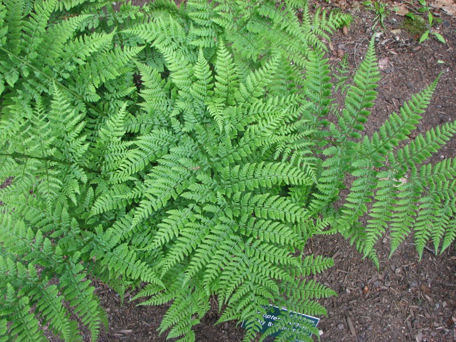 (Орляк обыкновенный (Pteridium aquilinum) расположение сорусов