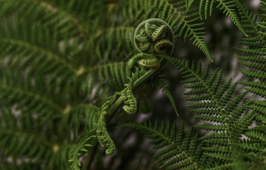 Папоротник Осмунда Королевская