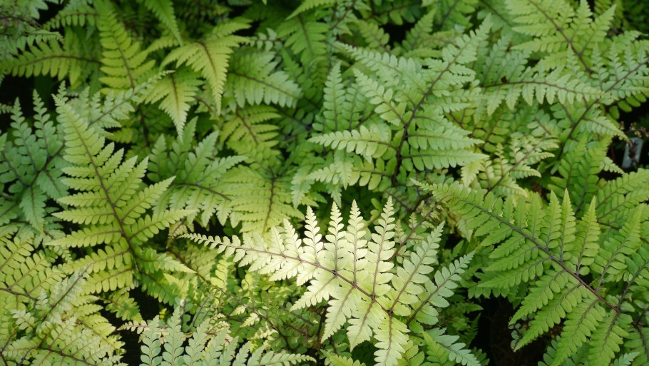 Многорядник Щитовник толстокорневищный