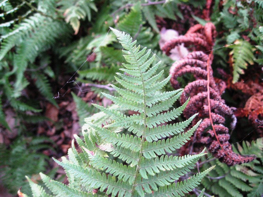 Dryopteris filix-mas