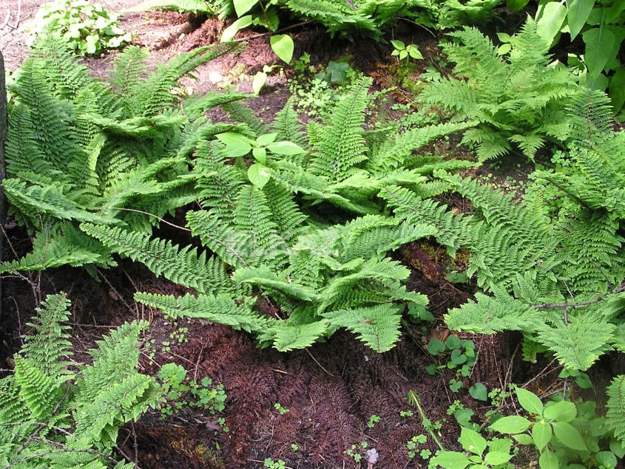 Голокучник робертов папоротник
