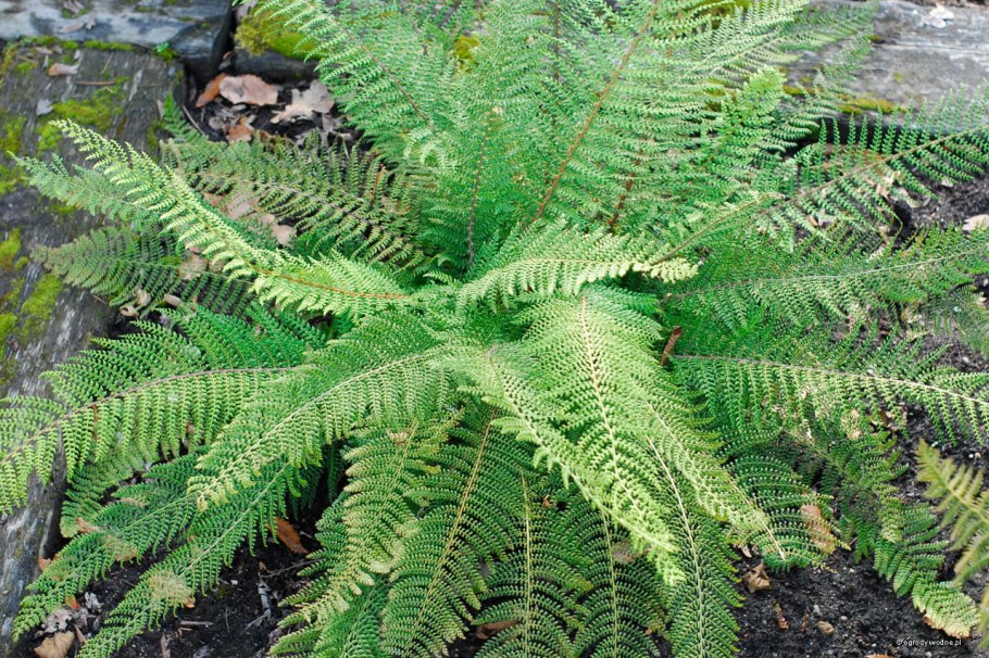 Dryopteris - Щитовник
