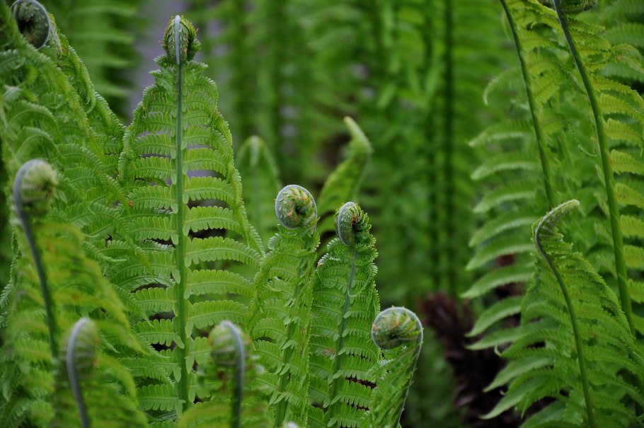 Папоротник dryopteris affinis