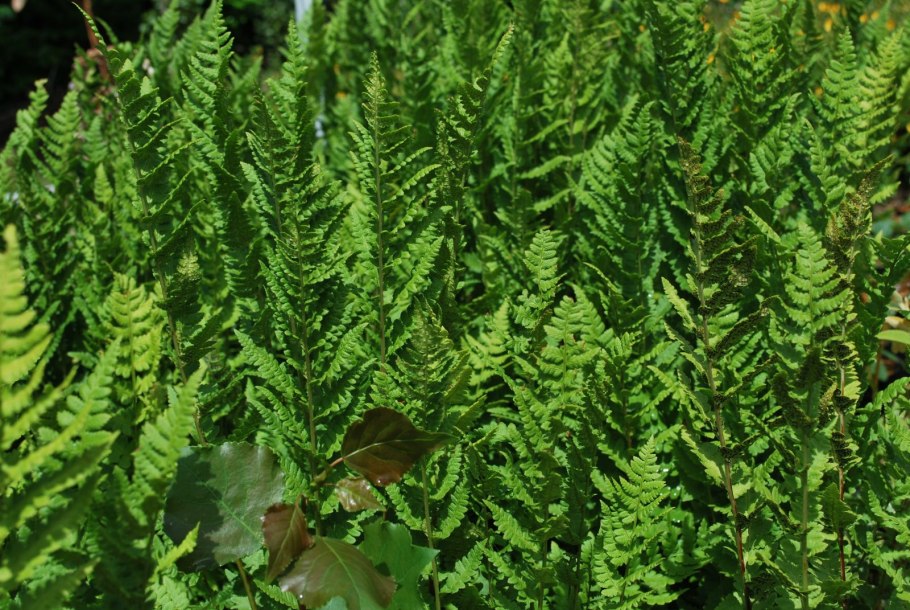 Папоротник Athyrium