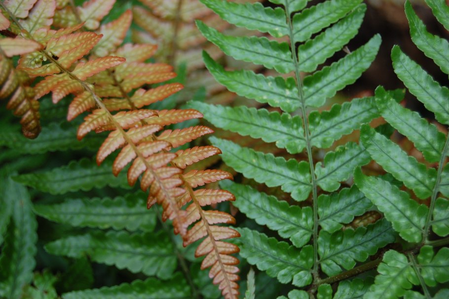 Щитовник dryopteris erythrosora