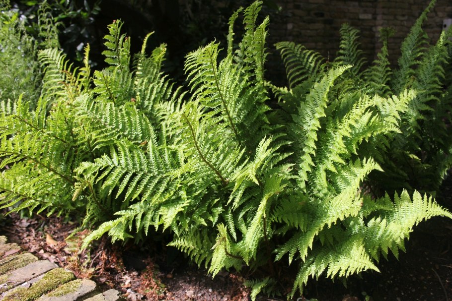 Папоротник dryopteris affinis