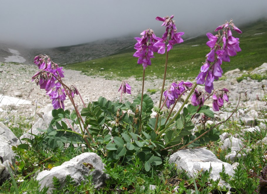 Растительность бархана Сарыкум