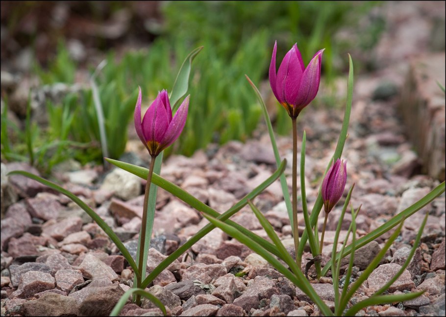 Джузгун безлистный Сарыкум