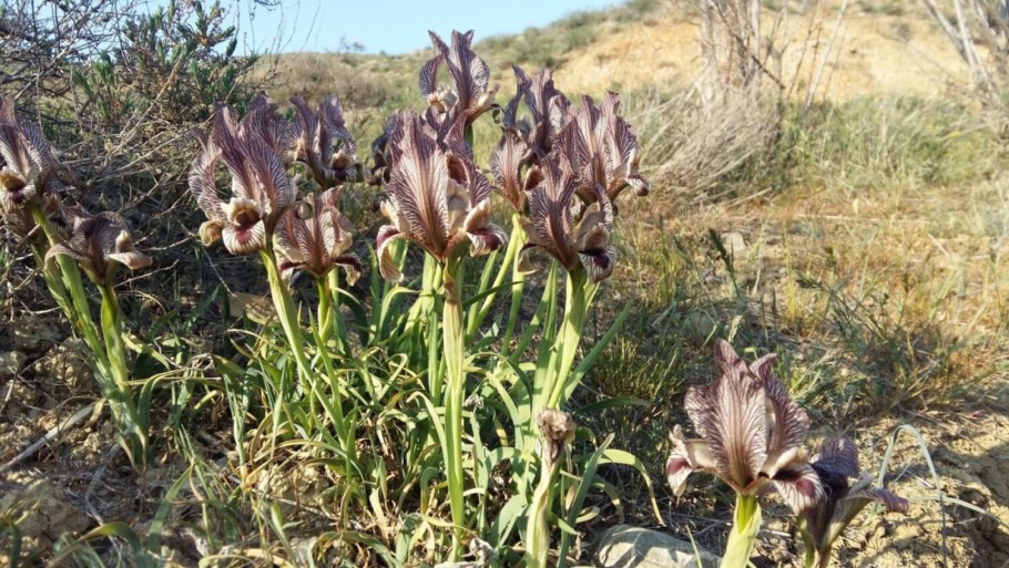 Копеечник Разумовского