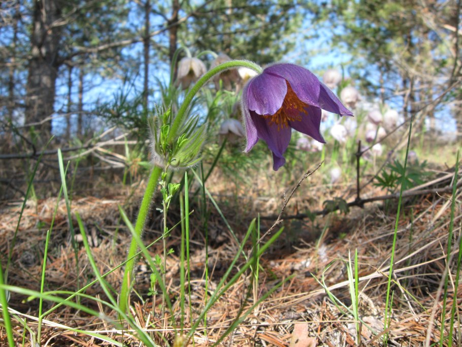 Цветы первоцветы Волго-Ахтубинская Пойма