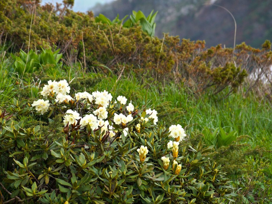 Прострел multifida