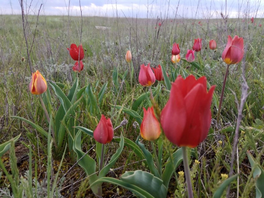 Кабардино-Балкарский высокогорный заповедник Дагестанский тур