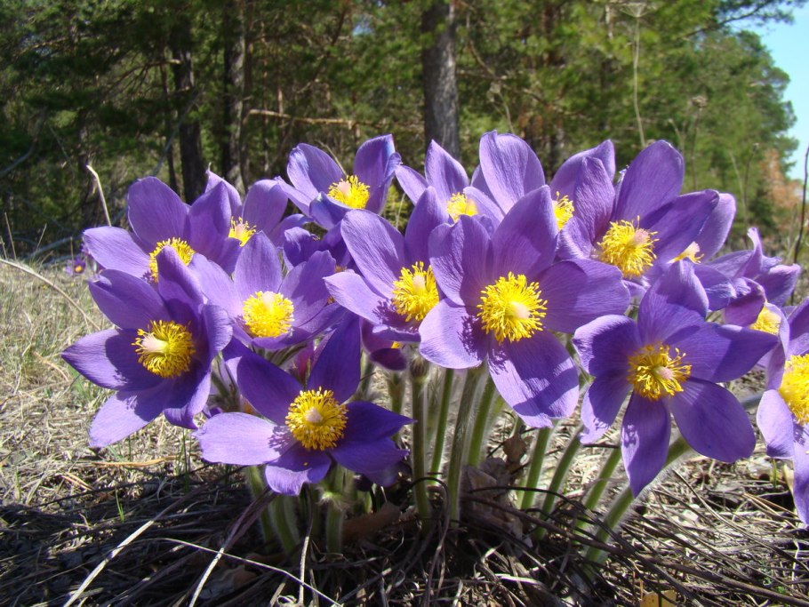 Филлодоце Алеутская и голубая