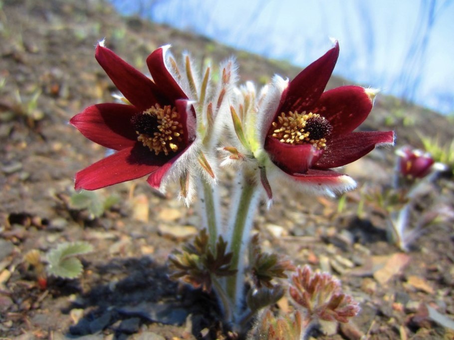 Флора Прибайкальского национального парка