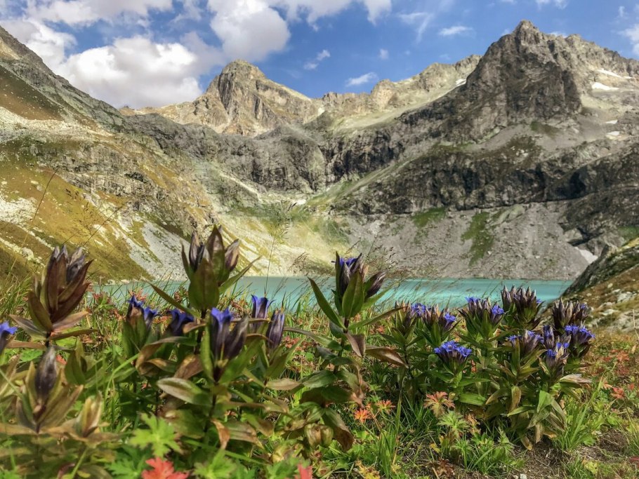 Ветреница Пермская