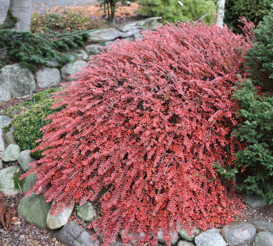 Спирея японская Голден Флейм