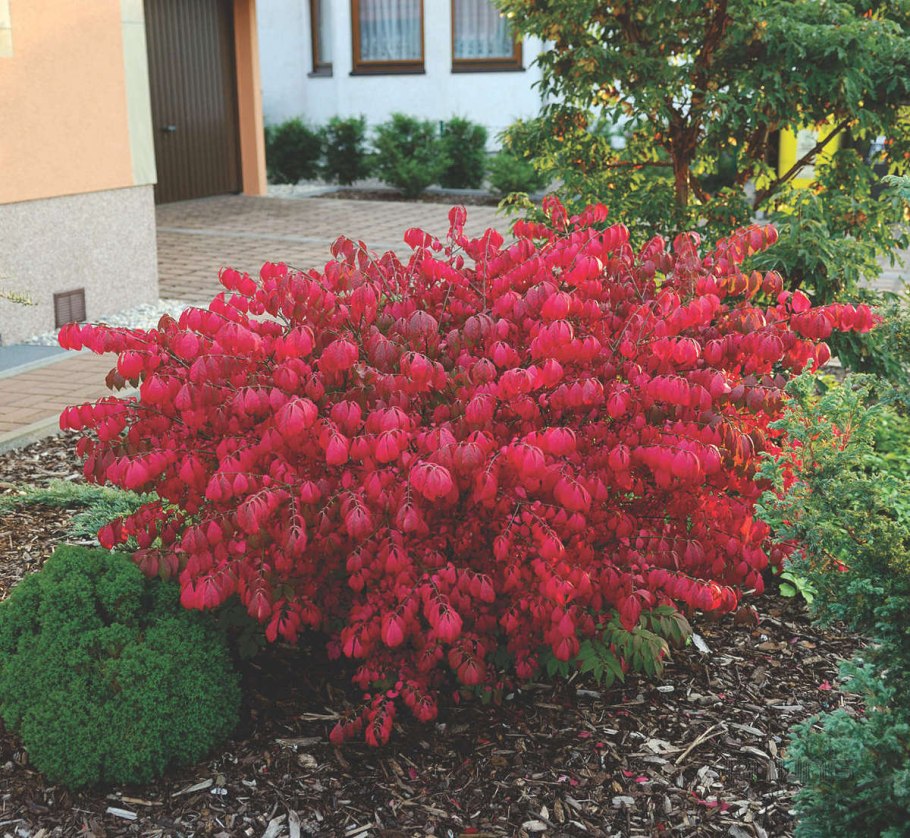 Самшит вечнозеленый шаровидный