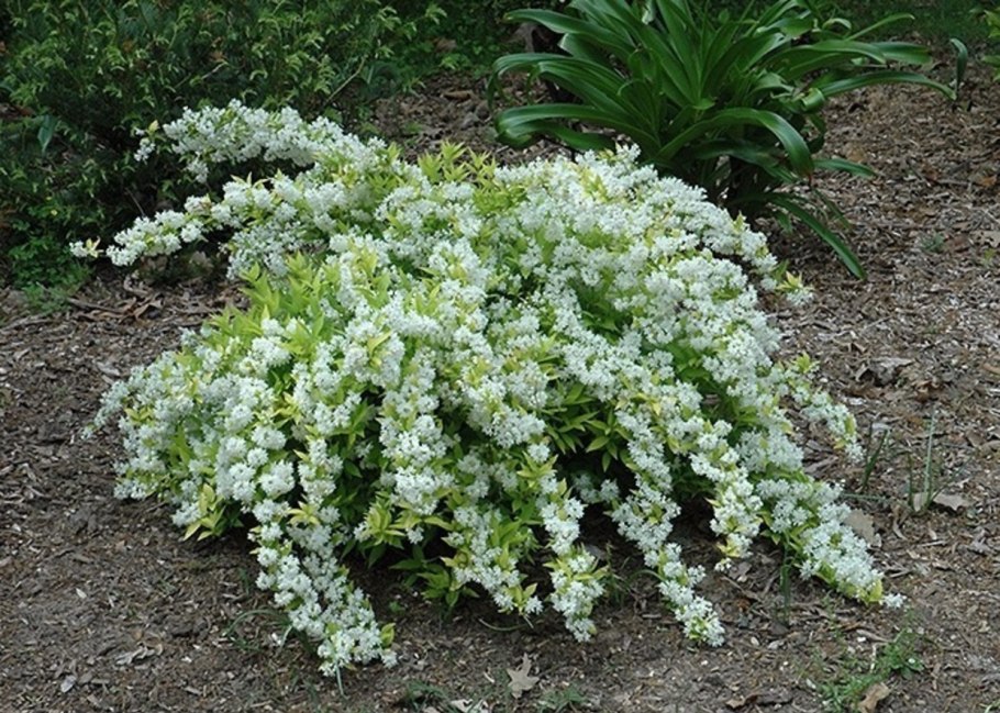 Барбарис Атропурпуреа