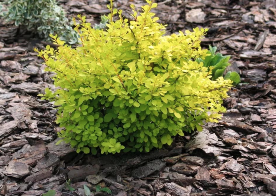 Барбарис Тунберга Инспирейшн