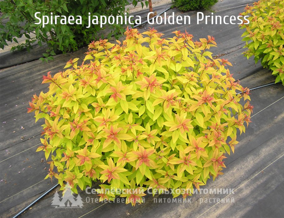 Барбарис Тунберга Arlekin