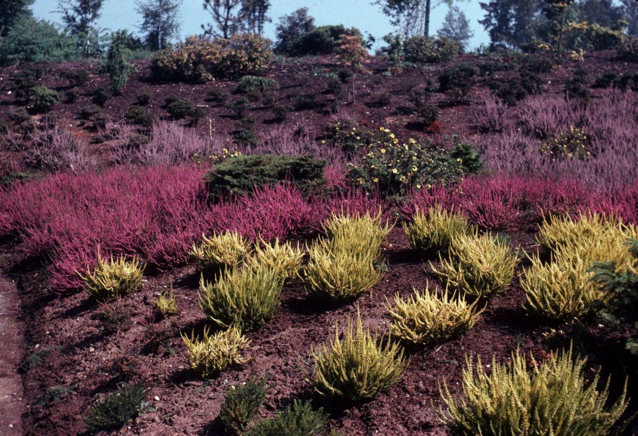 Кизильник Даммера