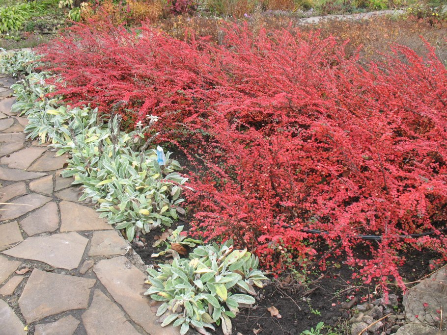 Барбарис Тунберга Адмирейшн