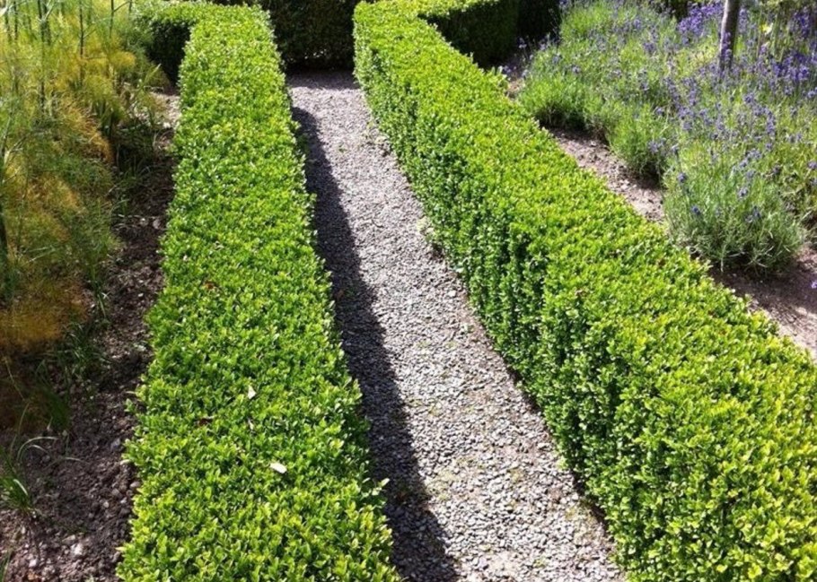 Тунберга Кобольд