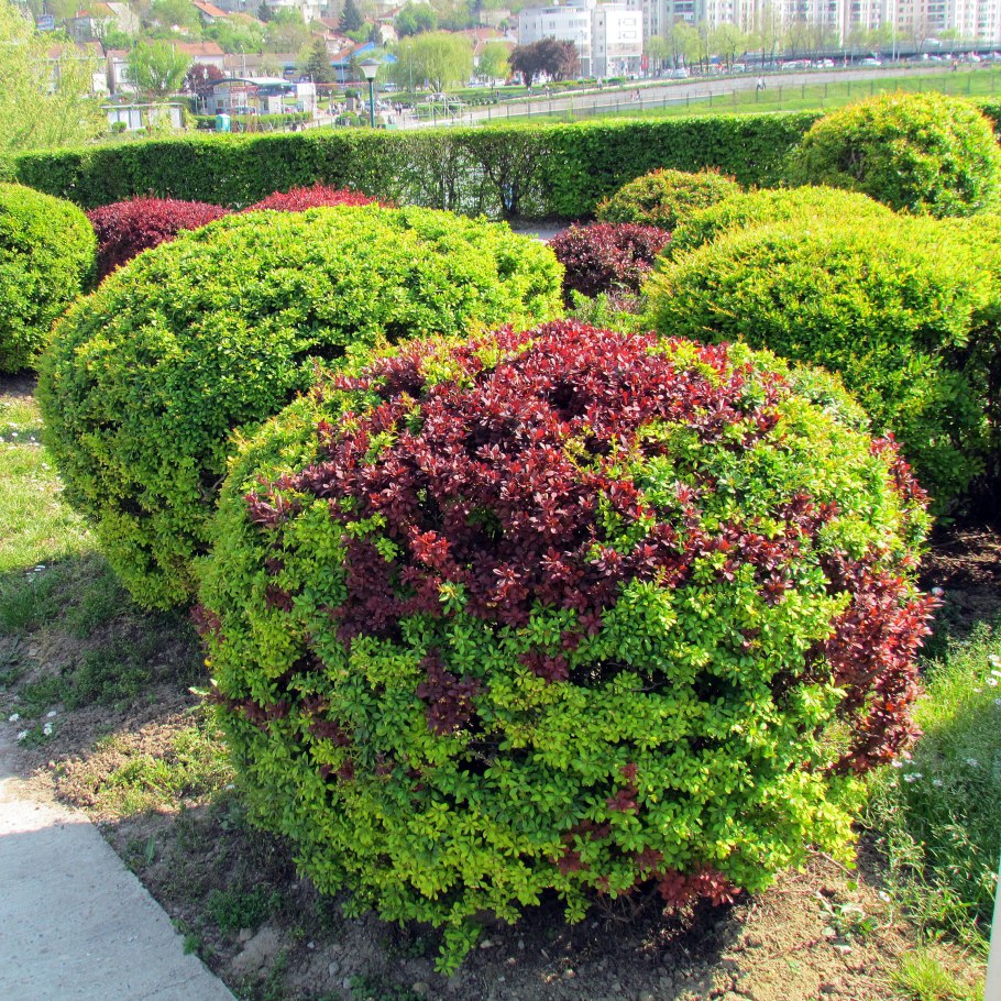 Барбарис Тунберга Голдалита