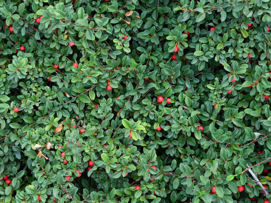 Туя Западная Golden Tuffet