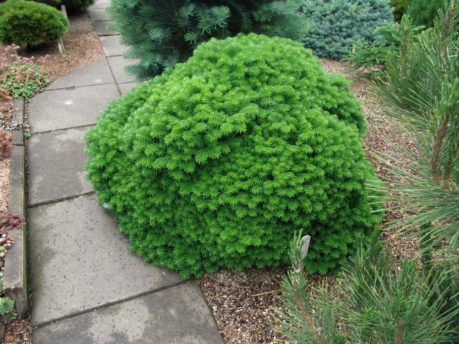 Вереск Кармен