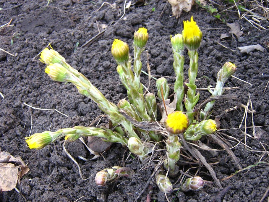 Дикорастущие растения мать и мачеха