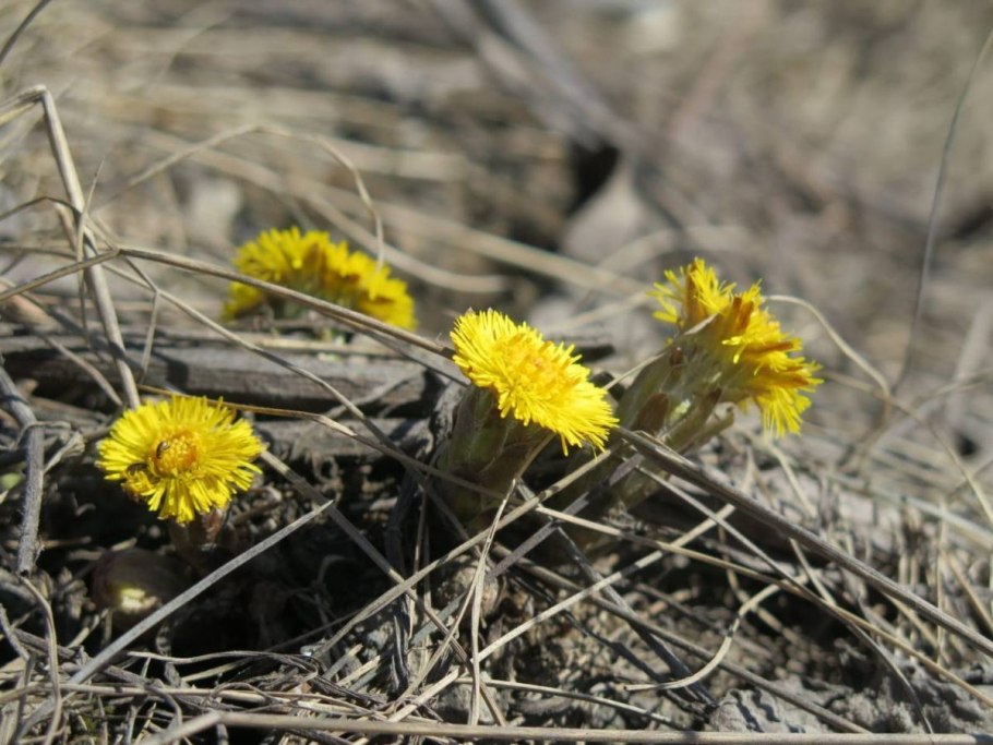 Апрель мать и мачеха
