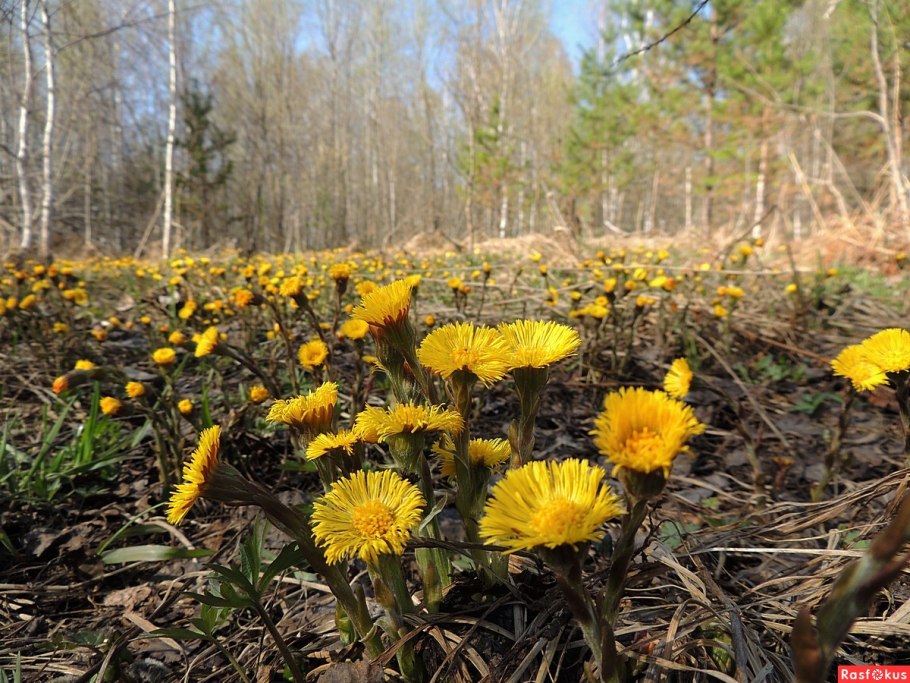 Мать-и-мачеха обыкновенная (Tussilago Farfara)