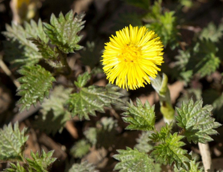 Мать и мачеха