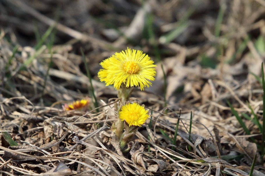Туссилаго (мать-и-мачеха)