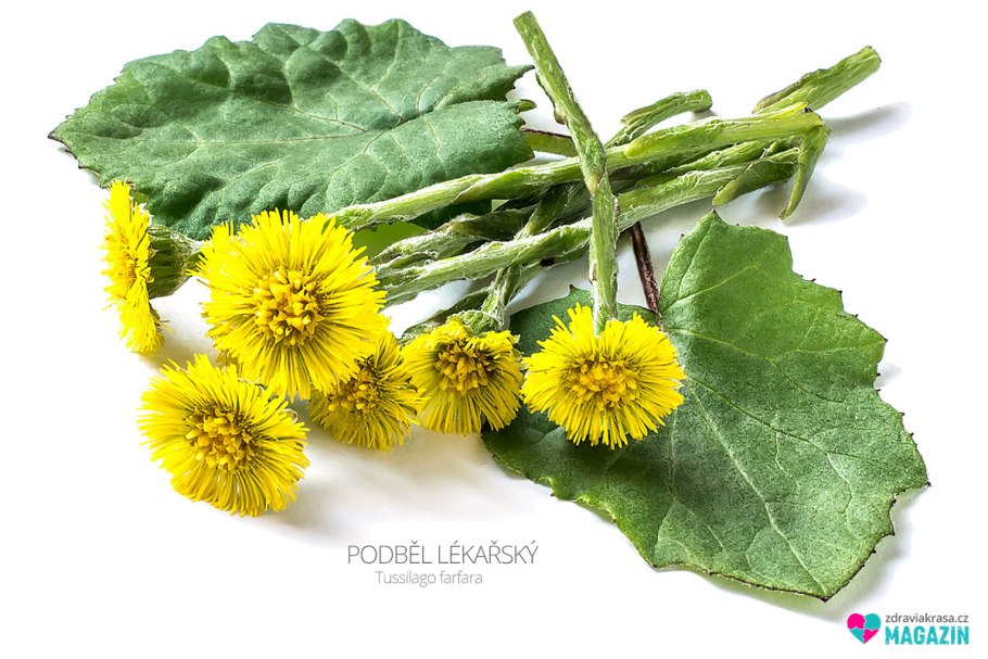 Tussilago Farfara гербарий