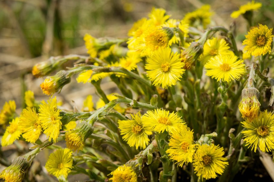 Мать и мачеха растение