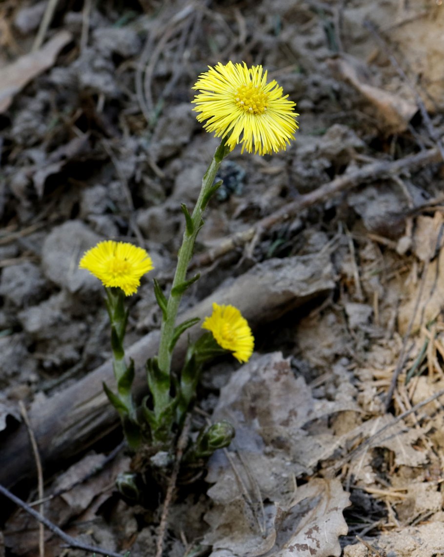 Мать и мачеха цветок